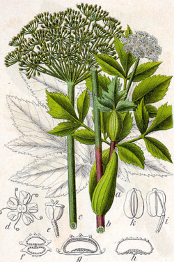 Archangelika lekárska