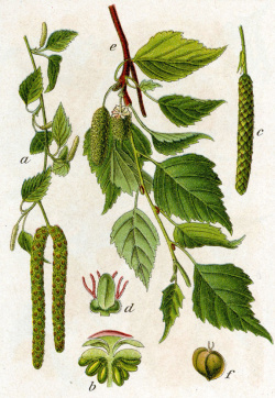 Breza bradavičnatá