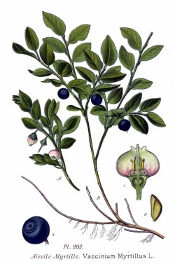 Čučoriedka obyčajná 