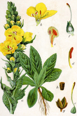 Divozel malokvetý/veľkokvetý