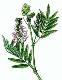 Jastrabina lekárska