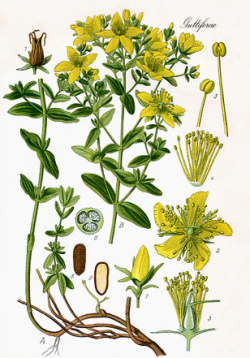 Lubovník bodkovaný 