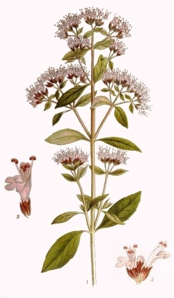 Pamajorán obyčajný