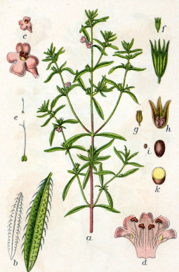 Saturejka záhradná