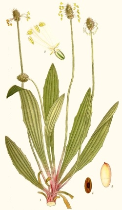 Skorocel kopijovitý