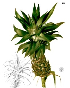 Ananás